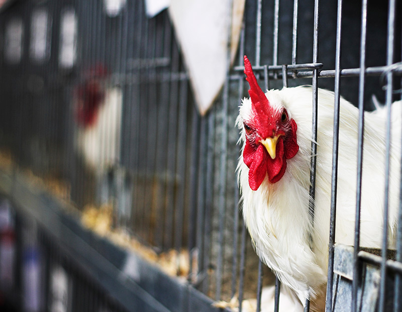 Image of rooster in cage