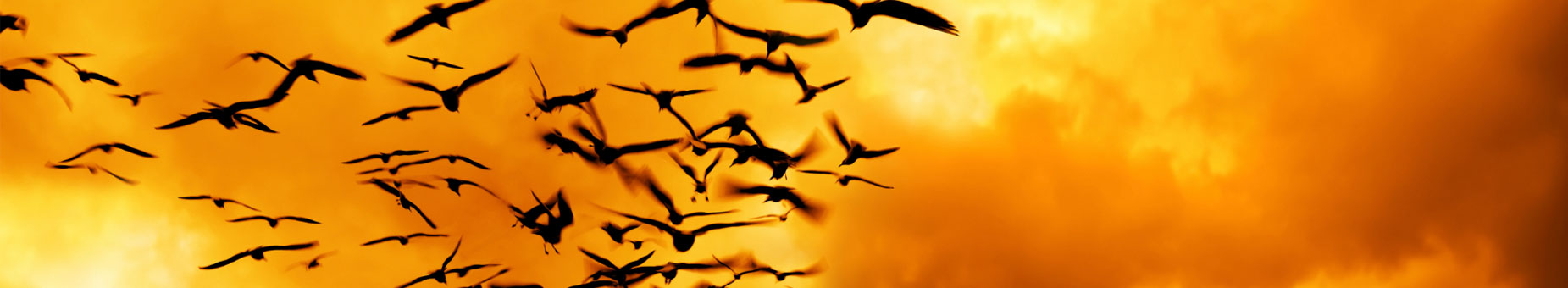Bulls, Bears, and Birds banner